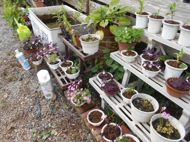 �R�쑐�u�����̗��v