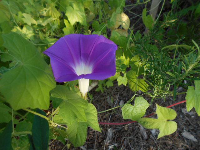 �R�쑐�u�����̗��v