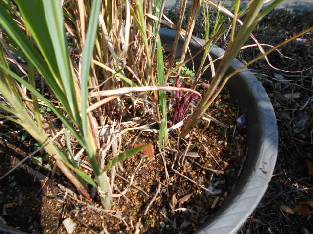 �R�쑐�u�����̗��v