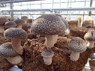 ����烊�|�[�^�[�̂���炩�ȓ��X