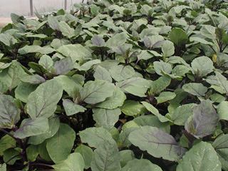 ����烊�|�[�^�[�̂���炩�ȓ��X