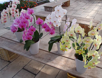 ����烊�|�[�^�[�̂���炩�ȓ��X