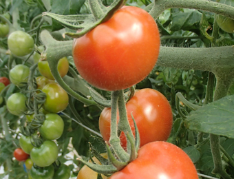 ����烊�|�[�^�[�̂���炩�ȓ��X