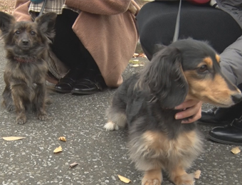 ����烊�|�[�^�[�̂���炩�ȓ��X