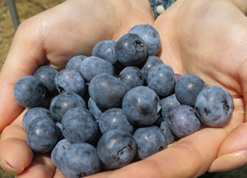 ����烊�|�[�^�[�̂���炩�ȓ��X