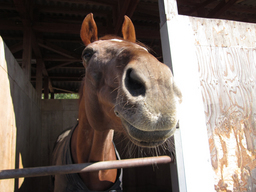 ����烊�|�[�^�[�̂���炩�ȓ��X