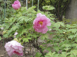 ����烊�|�[�^�[�̂���炩�ȓ��X