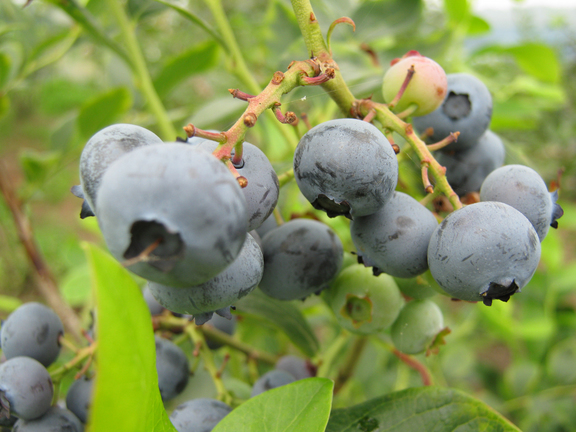 ����烊�|�[�^�[�̂���炩�ȓ��X