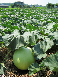 ����烊�|�[�^�[�̂���炩�ȓ��X