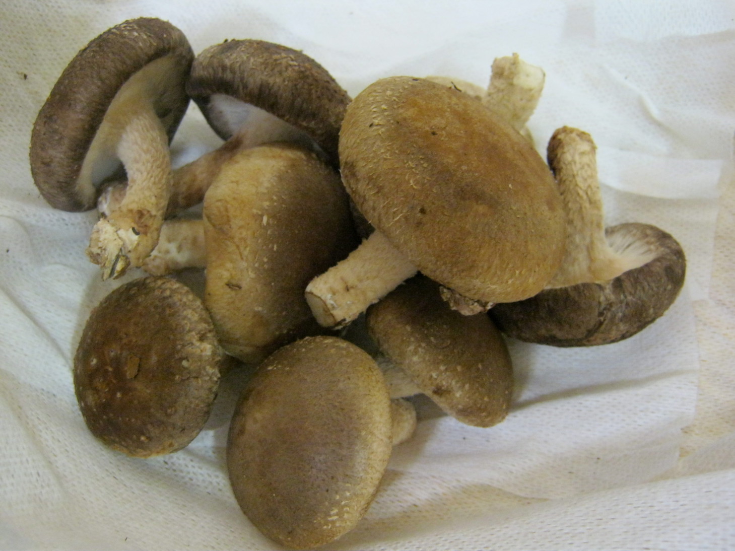 ����烊�|�[�^�[�̂���炩�ȓ��X