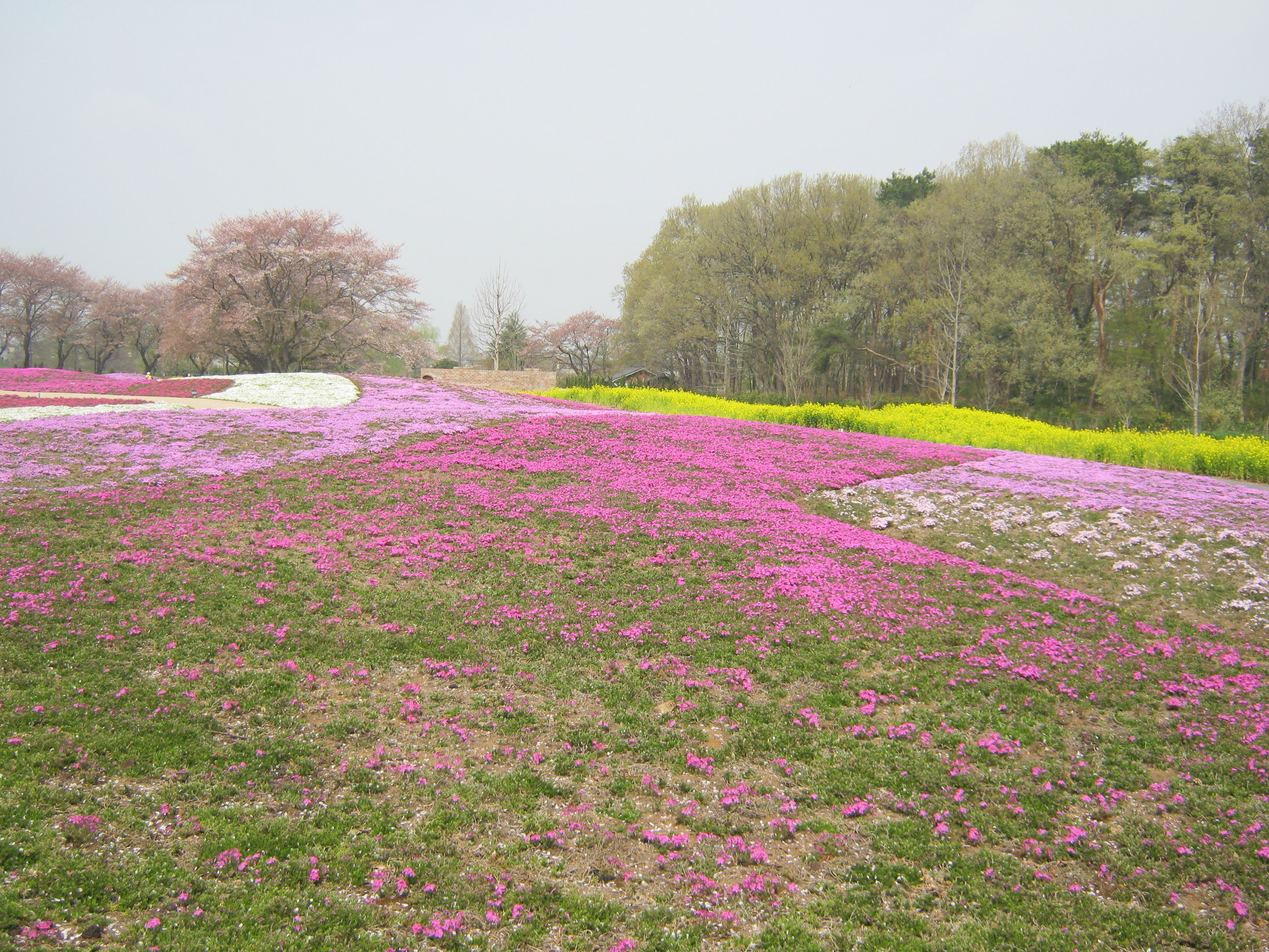 ����烊�|�[�^�[�̂���炩�ȓ��X