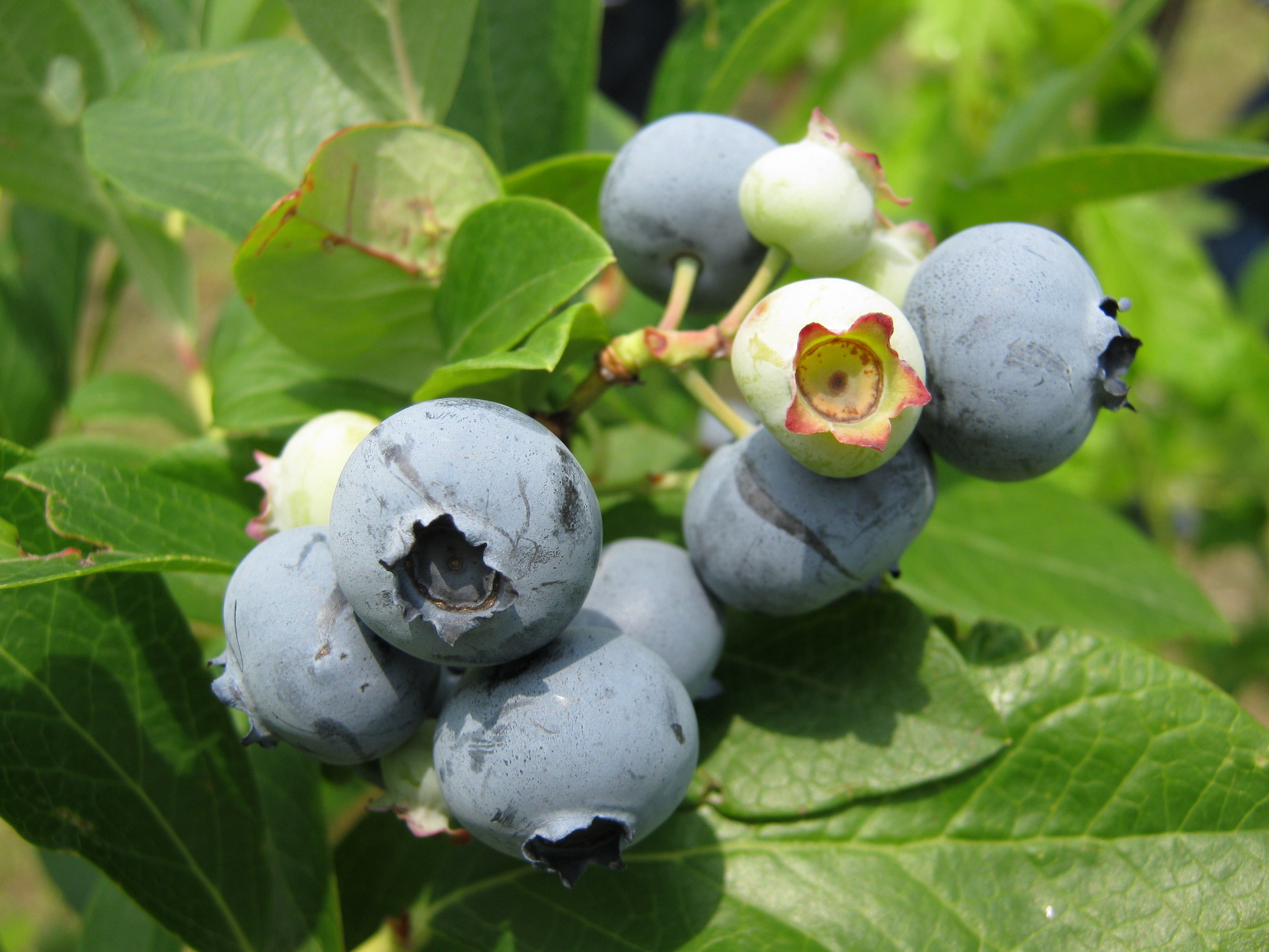 ����烊�|�[�^�[�̂���炩�ȓ��X