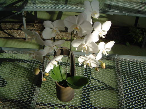 �n�Ӄ�����