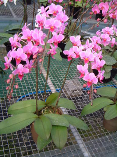 �n�Ӄ�����