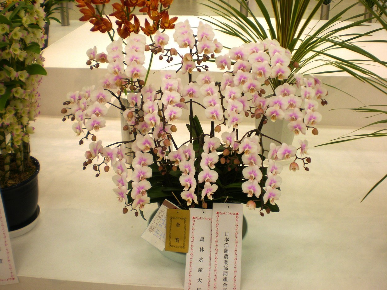 �n�Ӄ�����