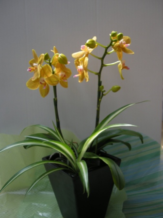 �n�Ӄ�����