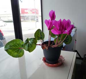 ���^���C�Ј��̂ЂƂ育��