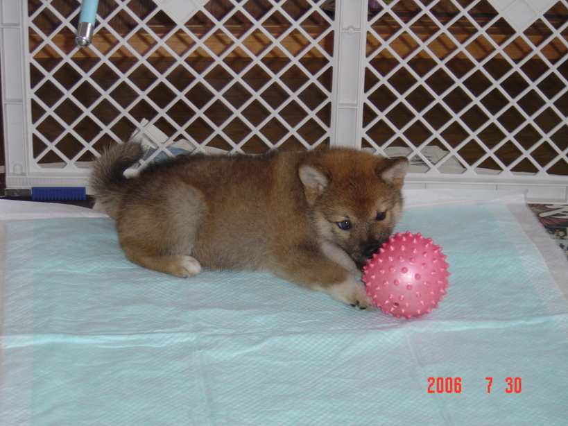 Wizard�̕���