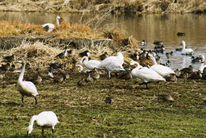 �ʐ^�D���Ȃ��₶�̃u���O