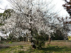 �ʐ^�D���Ȃ��₶�̃u���O