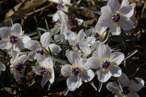 �ʐ^�D���Ȃ��₶�̃u���O