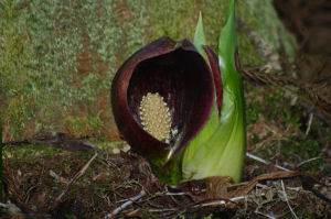 �ʐ^�D���Ȃ��₶�̃u���O