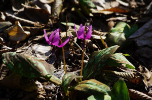 �ʐ^�D���Ȃ��₶�̃u���O