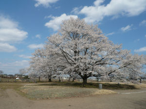 �ʐ^�D���Ȃ��₶�̃u���O