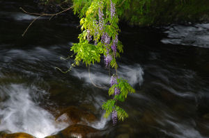 �ʐ^�D���Ȃ��₶�̃u���O