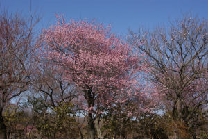 �ʐ^�D���Ȃ��₶�̃u���O