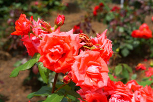 �ʐ^�D���Ȃ��₶�̃u���O