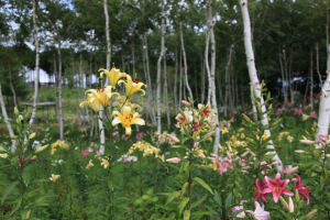 �ʐ^�D���Ȃ��₶�̃u���O