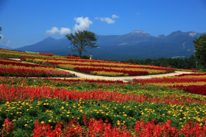 �ʐ^�D���Ȃ��₶�̃u���O