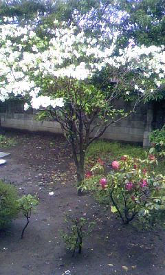 ���r�[�t�@�~���[