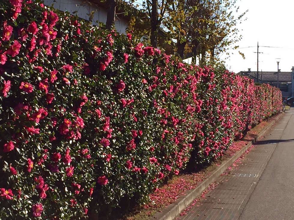 �䂤�䂤�v���U�u�l�G�ʂ̓��v