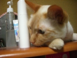 �ɂ�񂱂̂Ԃ₫