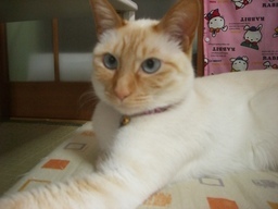 �ɂ�񂱂̂Ԃ₫