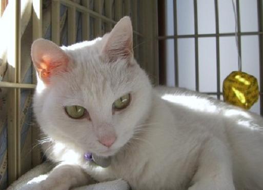 �ɂ�񂱂̂Ԃ₫