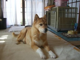 �ɂ�񂱂̂Ԃ₫