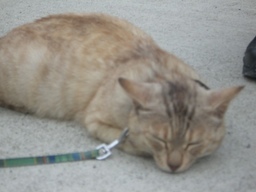 �ɂ�񂱂̂Ԃ₫