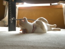 �ɂ�񂱂̂Ԃ₫