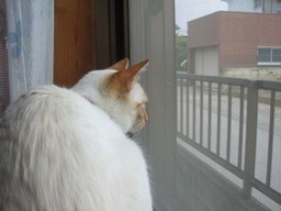 �ɂ�񂱂̂Ԃ₫