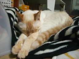 �ɂ�񂱂̂Ԃ₫