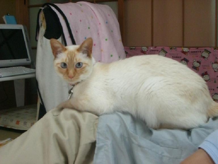 �ɂ�񂱂̂Ԃ₫