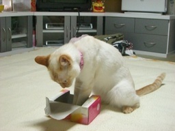 �ɂ�񂱂̂Ԃ₫