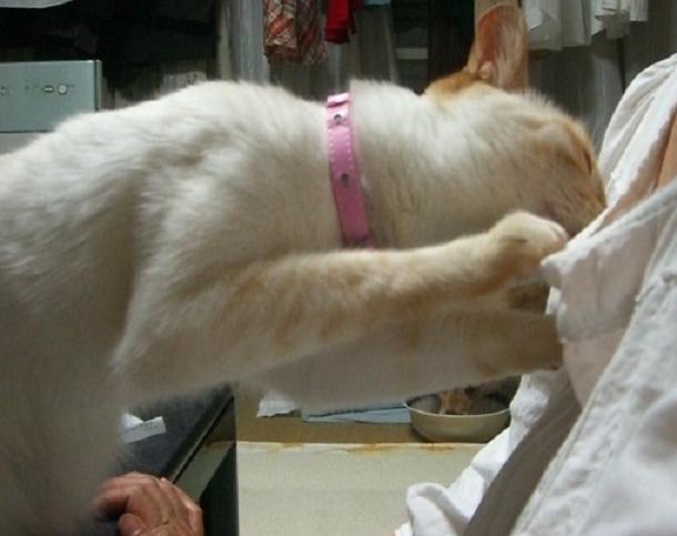 �ɂ�񂱂̂Ԃ₫