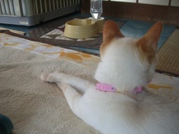 �ɂ�񂱂̂Ԃ₫