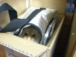 �ɂ�񂱂̂Ԃ₫