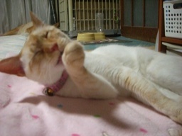 �ɂ�񂱂̂Ԃ₫