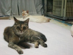 �ɂ�񂱂̂Ԃ₫